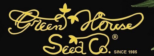 Holy Punch 3 Fem GHS