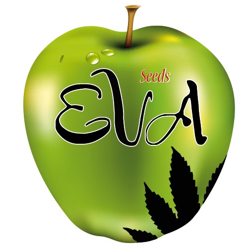 Pink Plant 3 Fem Eva Seeds