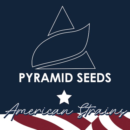 Black Cherry Punk 5 FemAmerican Strains