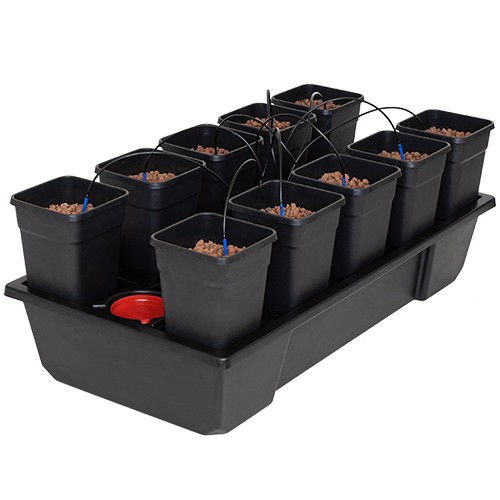 Wilma 10 Small Wide(incluye maceta 6,5L)