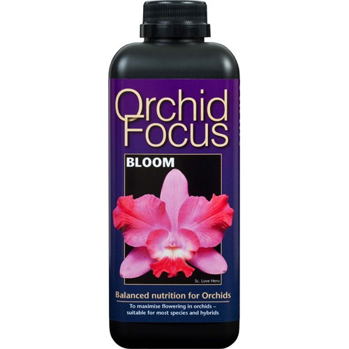 Orchid Focus Bloom 1 L Growth T(12u/c)*