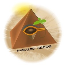 [PSN] Nefertiti 3 Fem Piramid Seeds